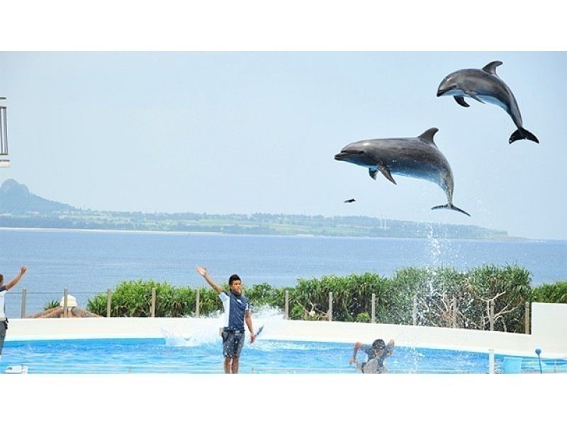 [จากโอกินาว่า/นาฮา/ชาตัน] เรือแก้วและต้น Bise Fukugi/Ocean Expo Park (พิพิธภัณฑ์สัตว์น้ำ Churaumi)/คอร์ส Mihama American Village (คอร์ส B)の紹介画像