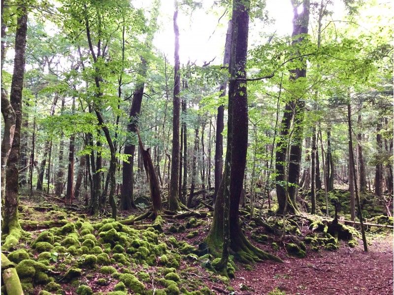 [ภูเขาไฟฟูจิ, Aokigahara Jukai! ] ทัวร์แนะนำการเดินเที่ยวป่าลึกลับ (จำกัด 4 คนขึ้นไป)の紹介画像