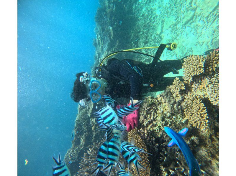 【沖縄北部・ゴリラチョップ】　美ら海水族館近く、初心者OK！ビーチから行く体験ダイビング！送迎も可能！の紹介画像