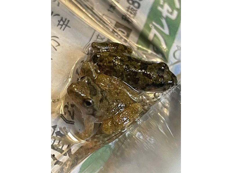 『Tokyo Chofu』Starting at 7AM and 4PM *Family Friendly*Urban Nature Tour Amphibian and Reptile Exploration Tourの紹介画像