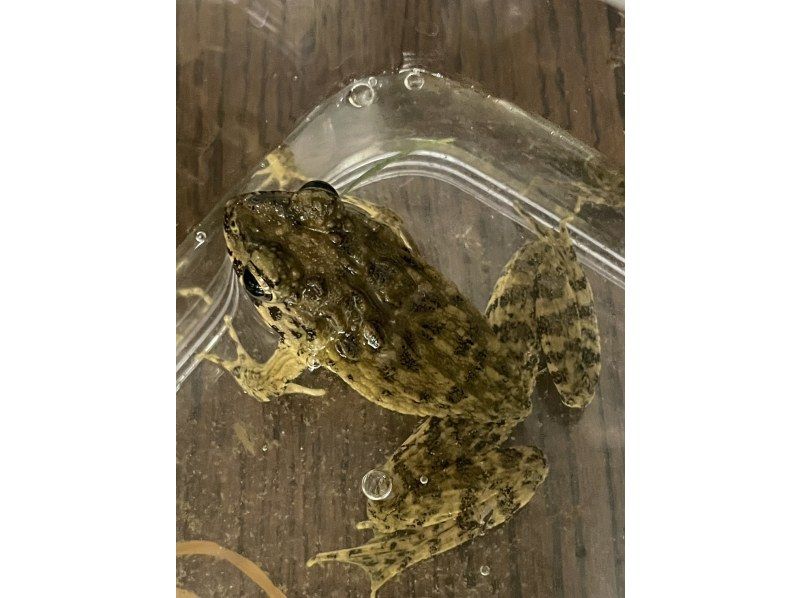 『Tokyo Chofu』Starting at 7AM and 4PM *Family Friendly*Urban Nature Tour Amphibian and Reptile Exploration Tourの紹介画像