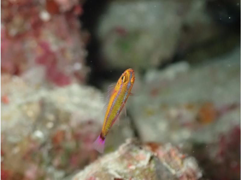  [Okinawa Motobu, Sesoko Island/Minna Island] Near Churaumi Aquarium, 2 boat diving