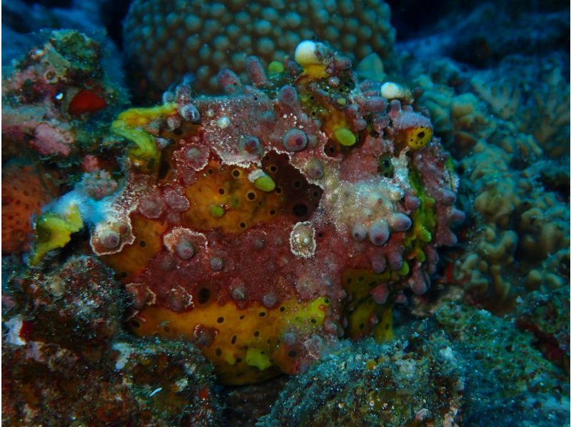  [Okinawa Motobu, Sesoko Island/Minna Island] Near Churaumi Aquarium, 2 boat diving