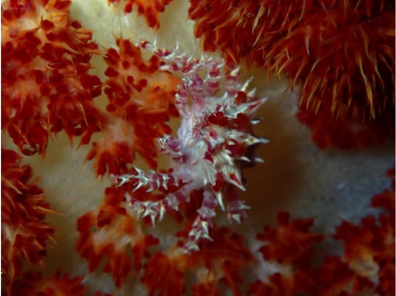 [Okinawa Headquarters, Sesoko Island/Minna Island] Near Churaumi Aquarium, 2 boat diving! Beginners are welcome!の紹介画像