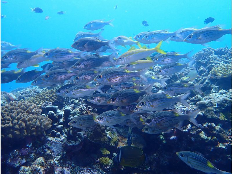 【沖縄本部・瀬底島/水納島】美ら海水族館近く、2ボートダイビング！ビギナー歓迎！