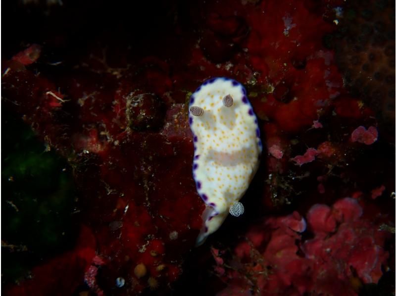  [Okinawa Motobu, Sesoko Island/Minna Island] Near Churaumi Aquarium, 2 boat diving