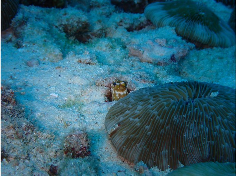  [Okinawa Motobu, Sesoko Island/Minna Island] Near Churaumi Aquarium, 2 boat diving