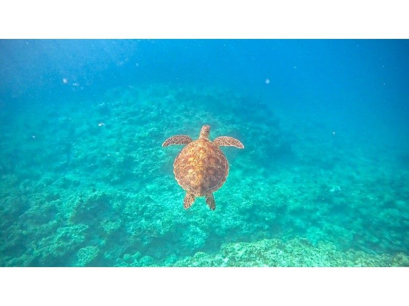 [Ishigaki Island] ★Tour limited to one group★ High chance of encountering sea turtles! ︎Snorkeling✨ I'm sure you'll be glad you came here!✨の紹介画像