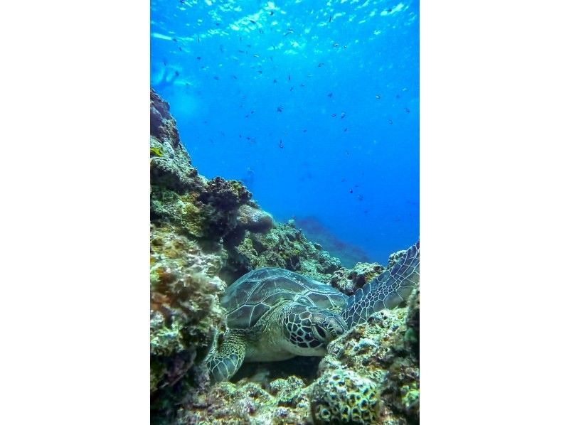 [Ishigaki Island] ★Limited to one group★ No need to swim?! Sea turtle snorkeling on a SUP✨ We are confident that you will say, "I'm glad I came here!"✨の紹介画像