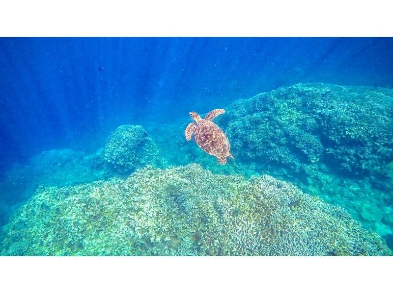 [Ishigaki Island] Super Summer Sale ★ Limited to one group tour ★ High chance of encountering sea turtles! ︎ Snorkeling ✨ I'm sure you'll be glad you came here! ✨の紹介画像