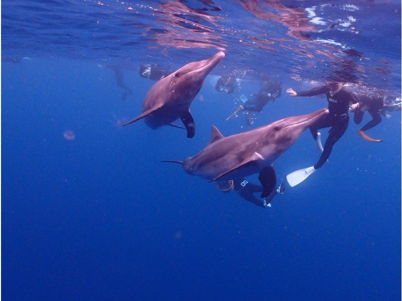 [Ishigaki Island] Experience skin diving with sea turtles and manta rays on this one-day tour ☆ Beginners and solo travelers are welcome in small groups ♪ Long fins available for rental!の紹介画像