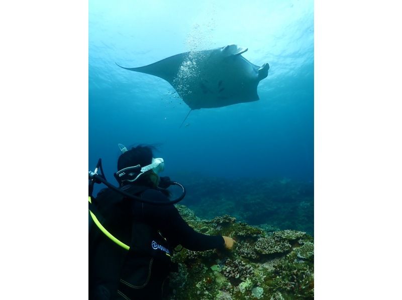 [Okinawa Ishigaki Island Diving] Experience diving with sea turtles and manta rays for a full day of fun ☆ Small group size, beginners and solo travelers are welcome ♪の紹介画像