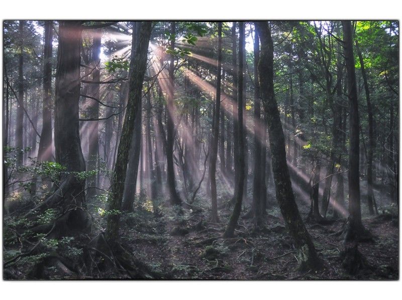 [富士山，青木原Jukai！ ]僅限7月和8月！精湛的視野！一個點燃的森林指南步行の紹介画像
