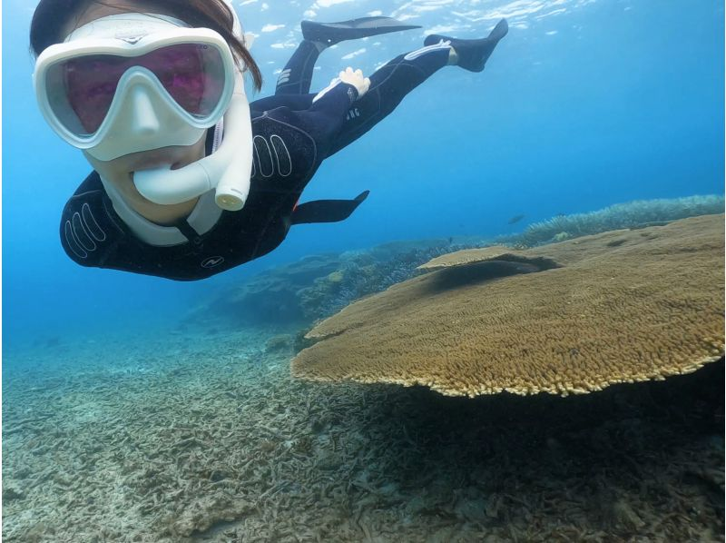 【奄美大島】海龜浮潛體驗之旅！免費水下影片禮物！團體和個人都可以！の紹介画像