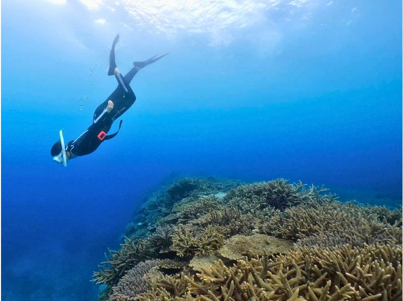 SALE [奄美大島]海龜浮潛體驗之旅！免費水下影片禮物！團體和個人都可以！の紹介画像