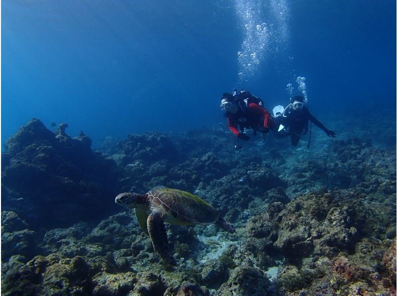 所有行程中最有可能邂逅海龟的行程！体验与海龟一起潜水的乐趣！★下午3点起，赠送“自由选择游乐券”！の紹介画像