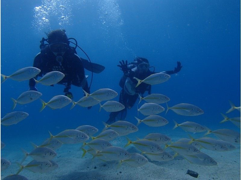 [Kagoshima, Yaku island] Short introductory scuba diving with Fun Ticket! Free swimsuit rental