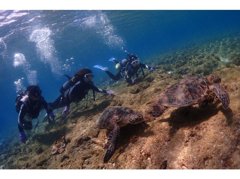 [Kagoshima, Yaku island] Short introductory scuba diving with Fun Ticket! Free swimsuit rental