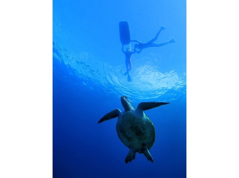 【鹿児島・屋久島】屋久島でシュノーケリング☆手ぶらでOK！ウミガメ探し☆到着日・離島日にも☆バスタオル・水着も無料貸出有り！の紹介画像