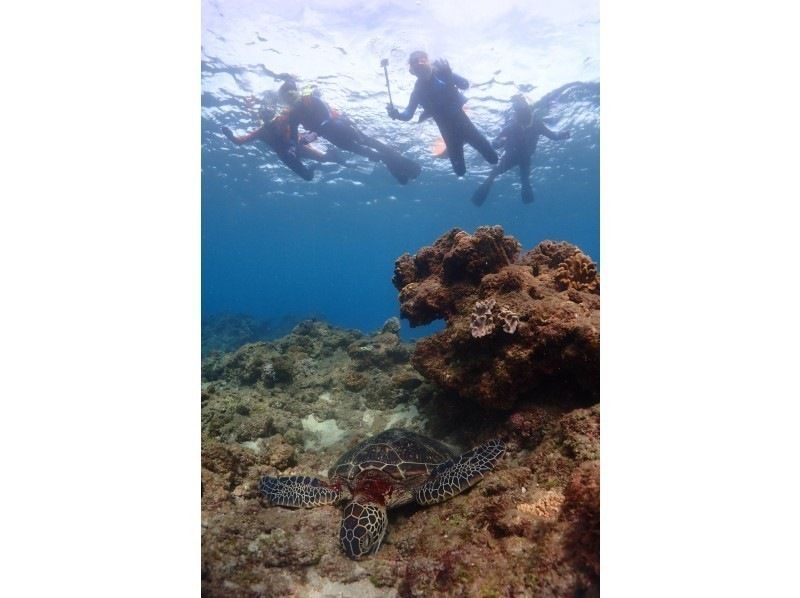【鹿児島・屋久島】屋久島でシュノーケリング☆手ぶらでOK！ウミガメ探し☆到着日・離島日にも☆バスタオル・水着も無料貸出有り！の紹介画像