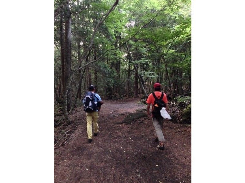 [富士山，青木原Jukai！ ]原始森林徒步旅遊の紹介画像