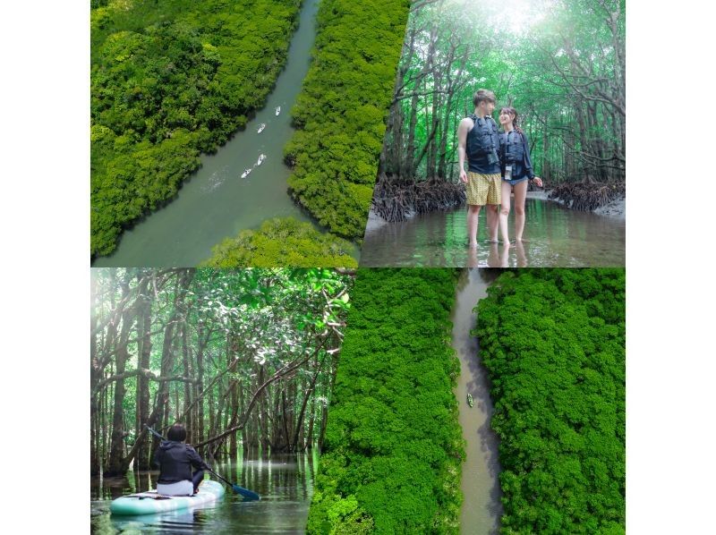 【少人数制/SUP・カヤック】２才〜可！海＆マングローブドローン・一眼レフ撮影付！『青く澄んだ海と上陸できる熱帯雨林』島人プロカメラマン案内の紹介画像