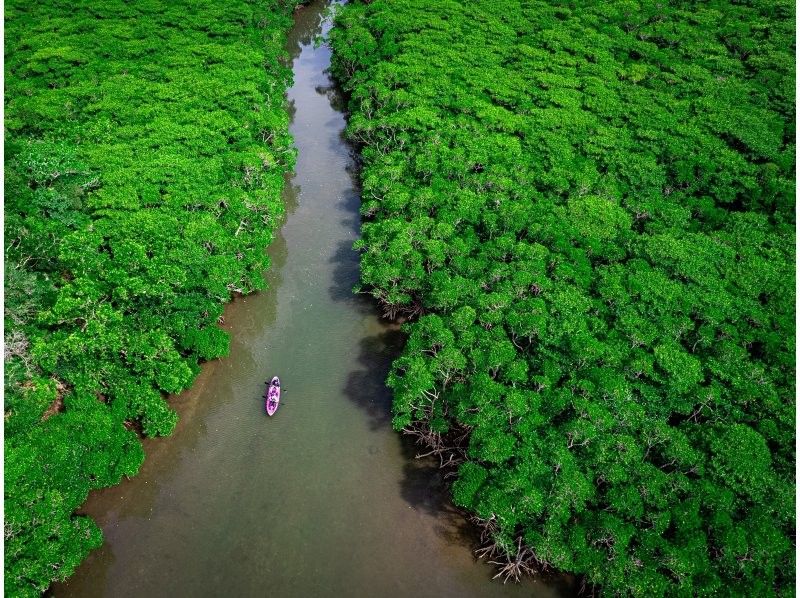 [Ishigaki Island / Limited to one group] Okinawa's first! Mangrove & ocean drone photography included! Mangrove that you can land on & crystal clear ocean SUP/canoe! Guided by a professional island photographerの紹介画像