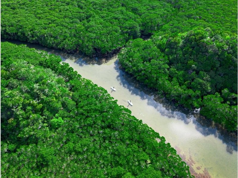 [Private tour for one group/SUP/canoe] Ishigaki Island's first! Mangrove & ocean drone/SLR photography included! "Tropical rainforest and clear blue ocean you can land on" guided by a professional island photographer!の紹介画像