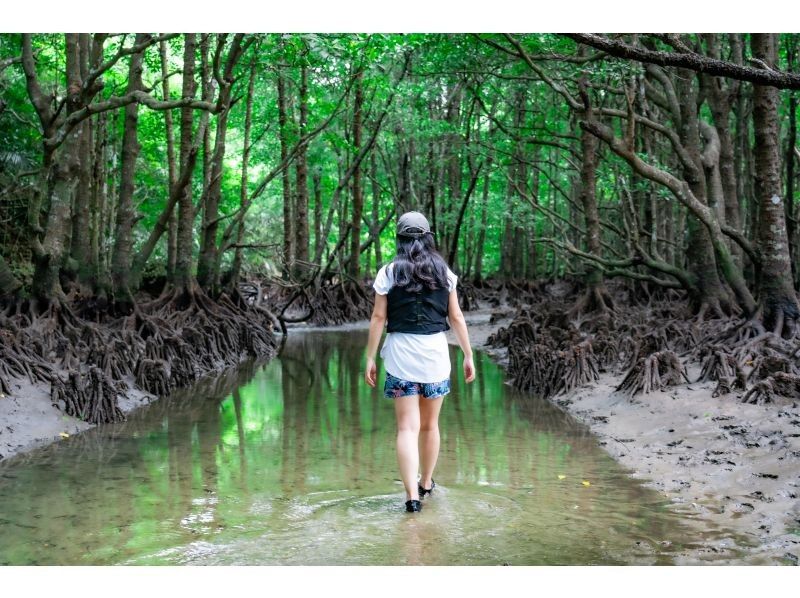 [Private tour for one group/SUP/canoe] Ishigaki Island's first! Mangrove & ocean drone/SLR photography included! "Tropical rainforest and clear blue ocean you can land on" guided by a professional island photographer!の紹介画像