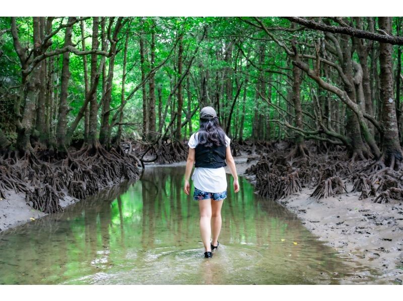 [Small group/SUP/Kayak] Ishigaki Island's first! Mangrove & ocean drone/SLR photography included! "Tropical rainforest and clear blue sea that you can land on" guided by a professional island photographerの紹介画像