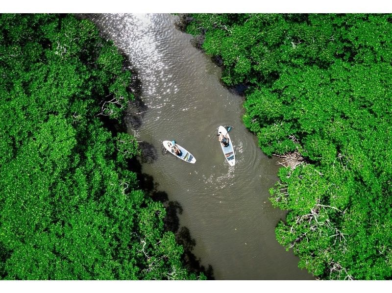 [Ishigaki Island / Private tour for one group] Ishigaki Island's first! Mangrove & ocean drone photography included! "Fukido River" mangrove & crystal clear ocean SUP/canoeing! Professional photographer guideの紹介画像