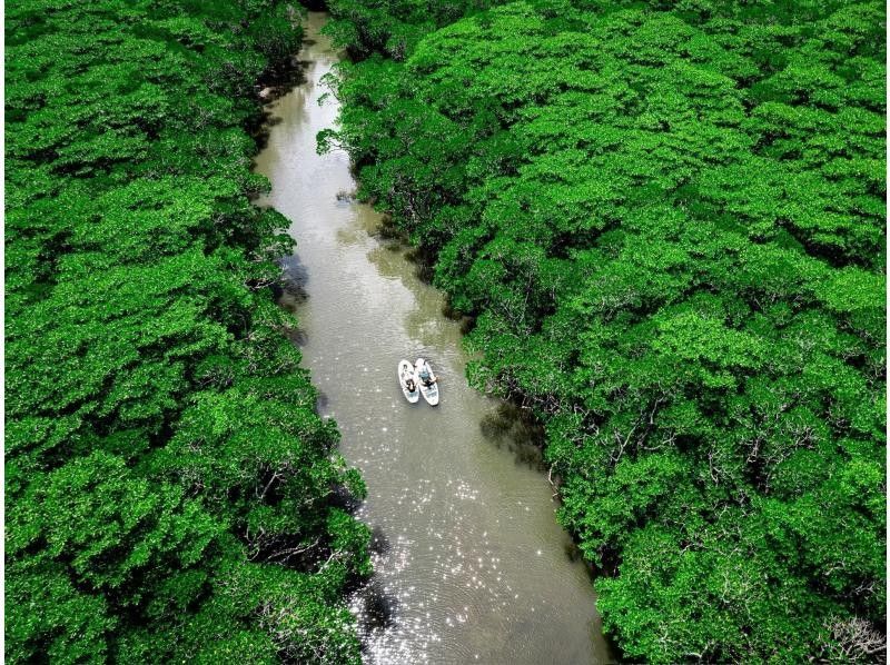 [Ishigaki Island / Limited to one group] Natural monument mangrove & clear ocean SUP/canoeing!