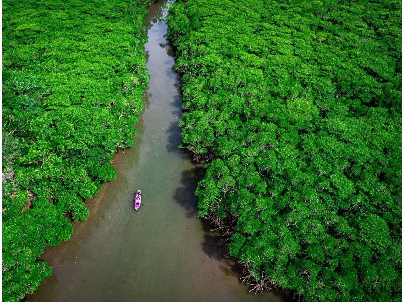 [Private tour for one group/SUP/canoe] Ishigaki Island's first! Mangrove & ocean drone/SLR photography included! "Tropical rainforest and clear blue ocean you can land on" guided by a professional island photographer!の紹介画像