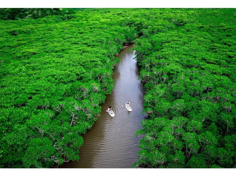 [Ishigaki Island / Limited to one group] Natural monument "Fukido River" mangrove & crystal clear sea SUP / kayak! Ishigaki Island's first mangrove drone photography included!の紹介画像