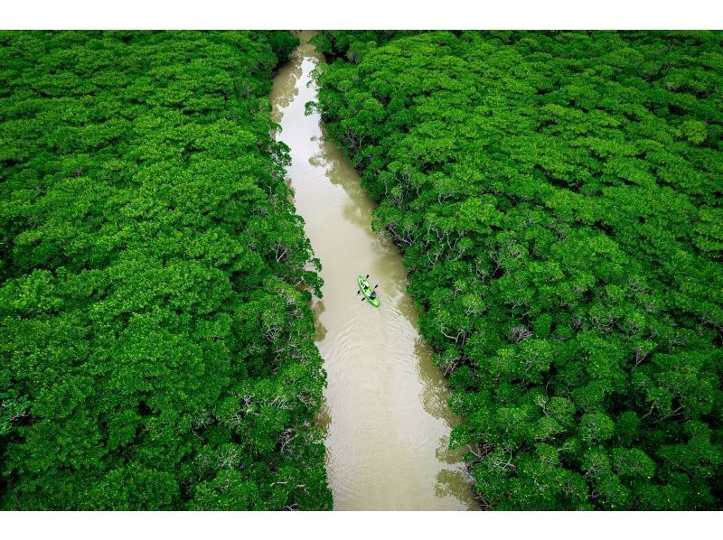 [Ishigaki Island / Private tour for one group] Ishigaki Island's first! Mangrove & ocean drone photography included! "Fukido River" mangrove & crystal clear ocean SUP/canoeing! Professional photographer guideの紹介画像