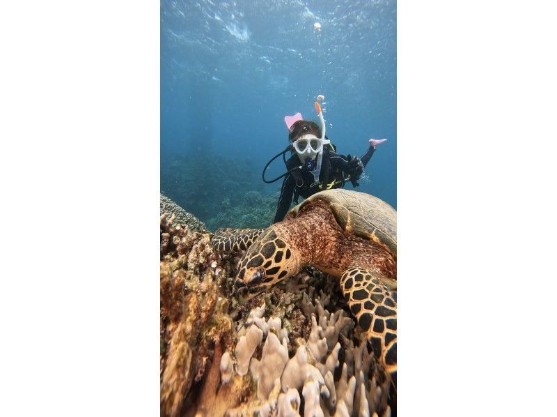 【沖縄・石垣島】ファンダイビング（FUNdiving）・2ダイブ〜中級者以上の方向けコース（ライセンス必須）の紹介画像