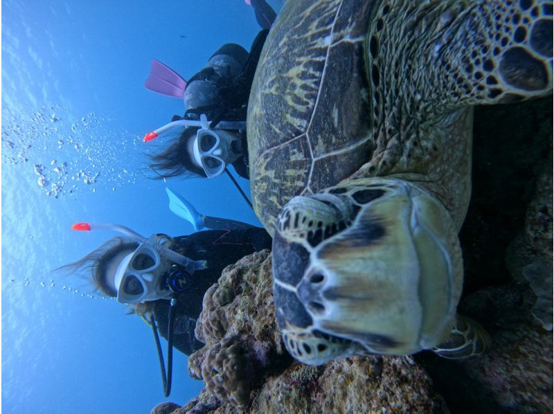 [Okinawa, Ishigaki Island] Trial Diving - 2 Dives ~ Beginners are welcome! (1-day course)の紹介画像