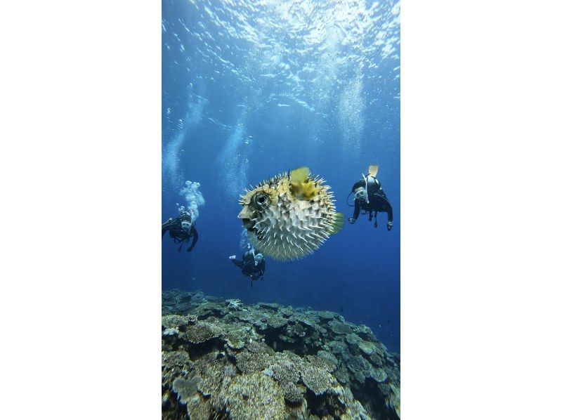 [Okinawa, Ishigaki Island] Trial Diving - 2 Dives ~ Beginners are welcome! (1-day course)の紹介画像