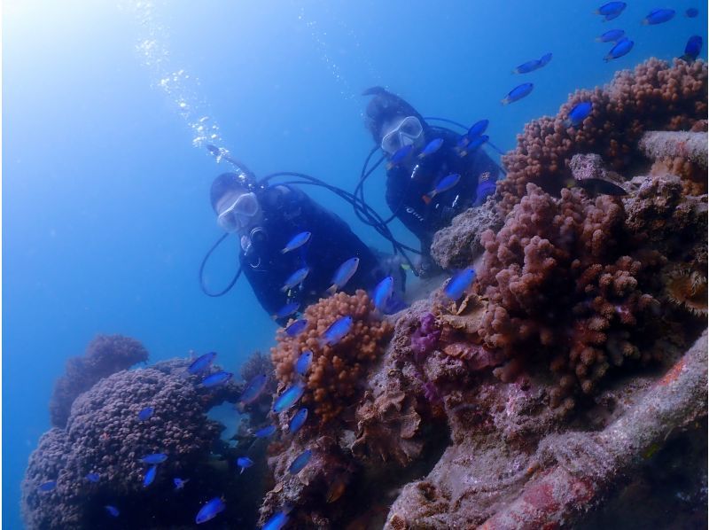 【四国・徳島】未経験・初心者も安心☆ 参加の皆さんの水中写真もプレゼント！　熱帯魚に会える！ウキウキ体験ダイビング（ビーチダイブ）の紹介画像