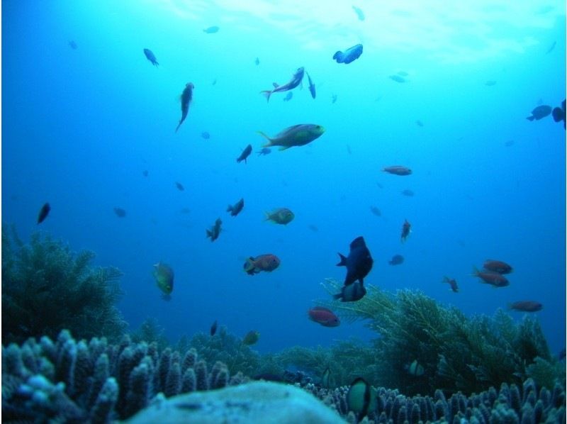 【四国・徳島】未経験・初心者も安心☆ 参加の皆さんの水中写真もプレゼント！　熱帯魚に会える！ウキウキ体験ダイビング（ビーチダイブ）の紹介画像