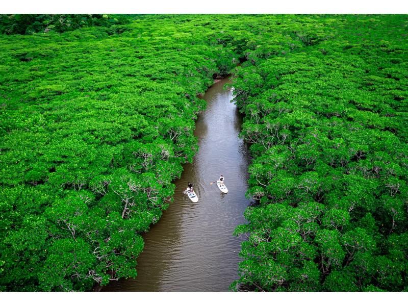 [Limited to one group per day - SUP/Kayak] Ishigaki Island's first! Superb sunset & natural monument mangrove drone and SLR camera photography included! Guided by a professional island photographer!の紹介画像