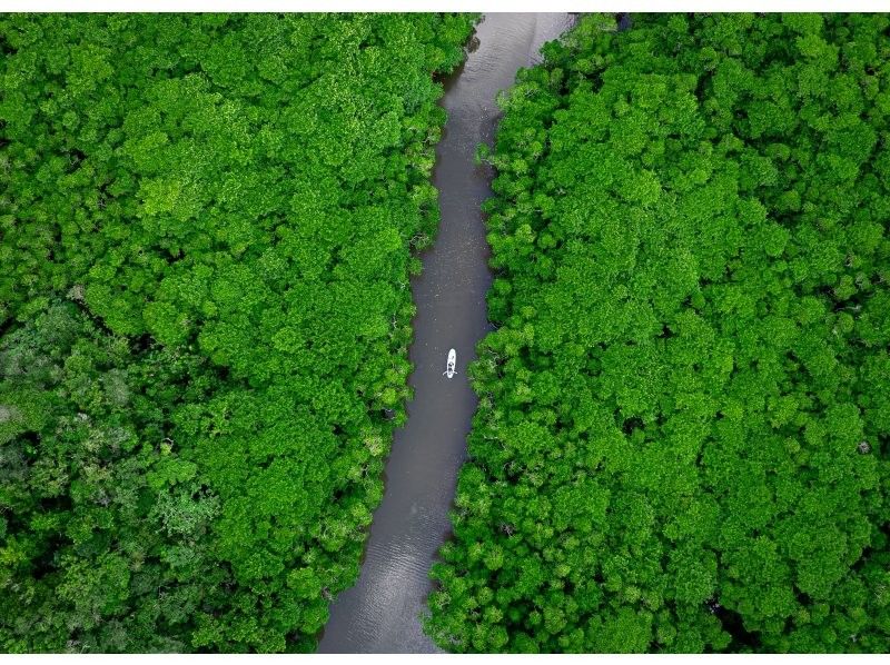 [Small group SUP/Kayak] Ishigaki Island's first! Superb sunset & natural monument mangrove drone and SLR camera photography included! Guided by a professional island photographer!の紹介画像