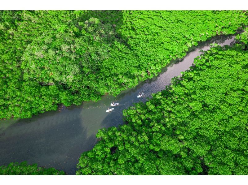 [Limited to one group per day - SUP/Kayak] Ishigaki Island's first! Superb sunset & natural monument mangrove drone and SLR camera photography included! Guided by a professional island photographer!の紹介画像