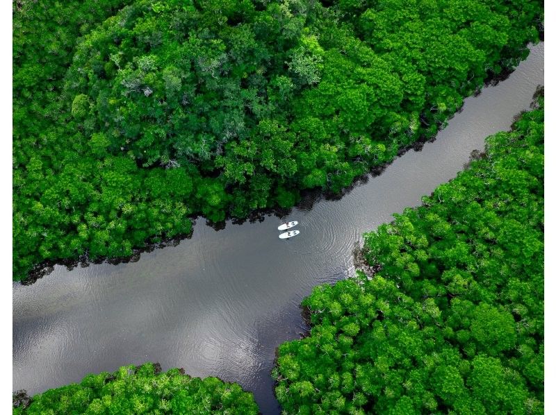 [Small group SUP/Kayak] Ishigaki Island's first! Superb sunset & natural monument mangrove drone and SLR camera photography included! Guided by a professional island photographer!の紹介画像