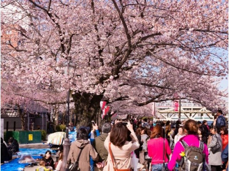 目黒川桜のトンネル散策と隅田川千本桜クルーズ付バスツアー ～ホテルニューオータニでの選べるランチ付き～【029029-483】の紹介画像