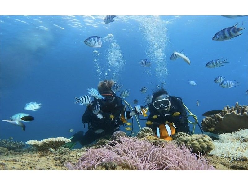 沖縄本島・北部・カラフルなお魚珊瑚が沢山！大人気のゴリラチョップ体験ダイビング！初心者大歓迎です。GoPro写真データ無料サービス！