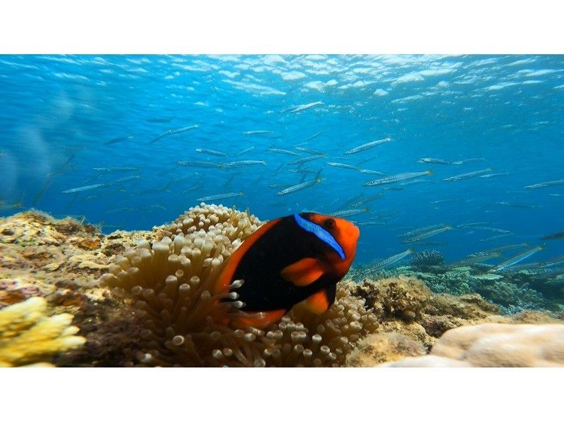 [Okinawa, northern part]Gorilla Chop experience diving! Beginners are welcome. Free photo data