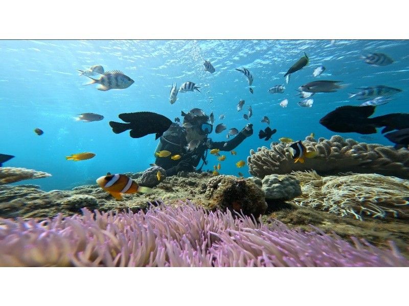 [Okinawa, northern part]Gorilla Chop experience diving! Beginners are welcome. Free photo data