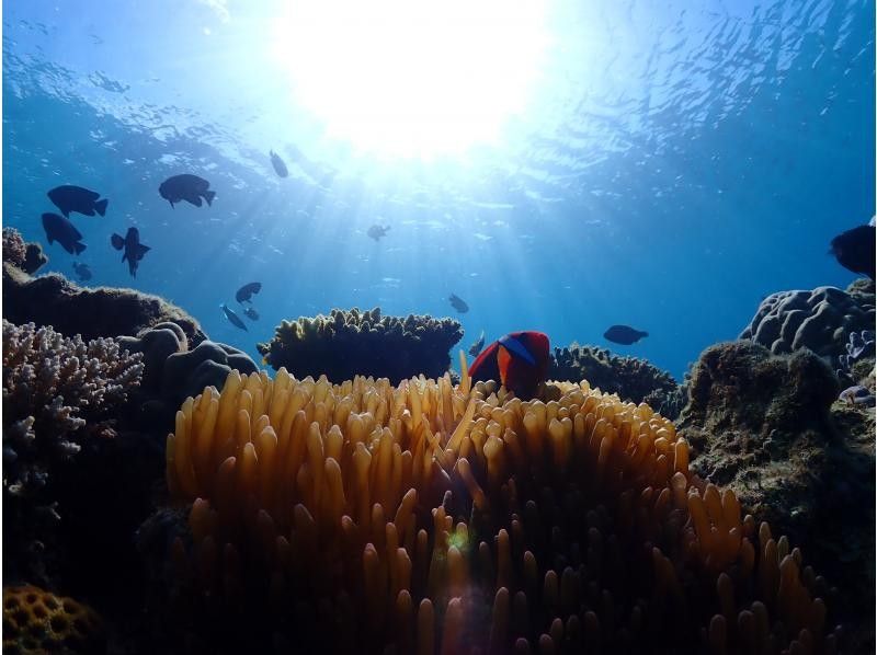 ★Okinawa main island, northern part, full of colorful fish and corals! The very popular Gorilla Chop experience diving♪ Beginners are welcome. Free GoPro photo data service!の紹介画像