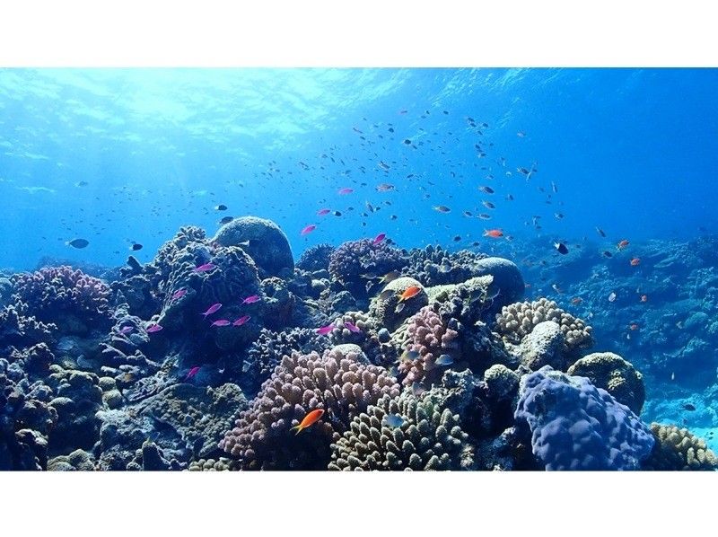 [Okinawa, northern part]Gorilla Chop experience diving! Beginners are welcome. Free photo data